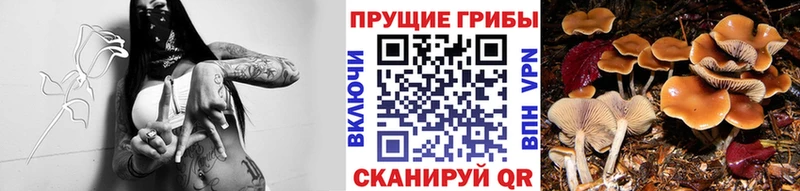 хочу   Невель  Галлюциногенные грибы прущие грибы 